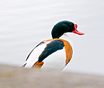 BB 11 0439 / Tadorna tadorna / Gravand